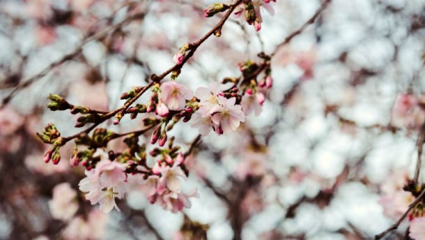 Mukachevo_sakura2016
