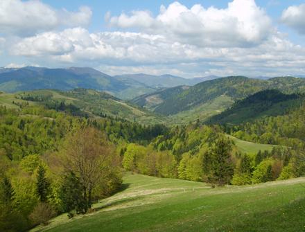 Ліси Закарпаття