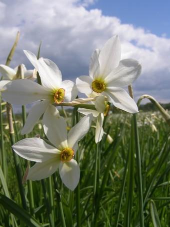 Долина нарцисів Долина нарцисів